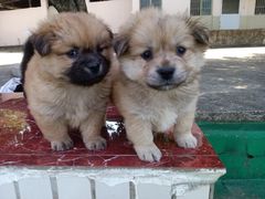 -柴犬高等学院·狗咖·柴犬售卖·宠物训练