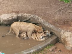 -深圳野生动物园