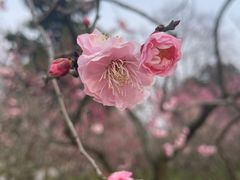 -梅花山(明孝陵内)