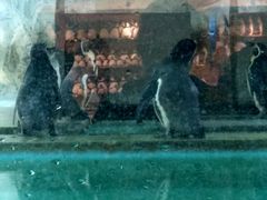 -北戴河圣蓝海洋公园