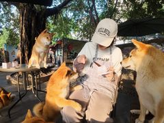 -柴犬高等学院·狗咖·柴犬售卖·宠物训练