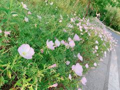 -同里国家湿地公园