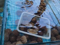 -渡海小渔村.老辈日照菜