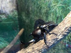 -上海大自然野生昆虫馆(东方明珠·爬宠昆虫探索中心)