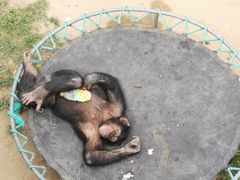 -西霞口神雕山野生动物世界