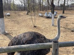 -大连森林动物园