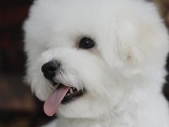 -翊宠yipet猫狗购宠庄园犬舍•猫舍