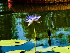 -国家植物园南园