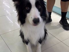 -翊宠yipet猫狗购宠庄园犬舍•猫舍