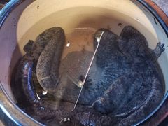 -印象鲵宴·张家界地标美食名片(溪布街店)