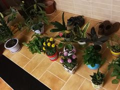 -秦美花卉(天朗·莱茵小城2期店)
