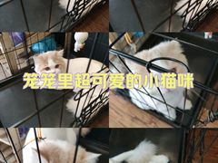 -志龙皇冠吃货椰子铺