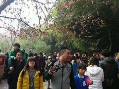 -成都大熊猫繁育研究基地