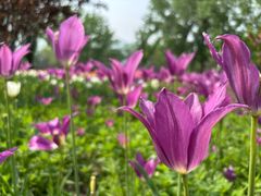 -国家植物园南园