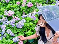 -天适樱花悠乐园