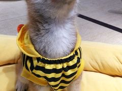 -逗柴咖啡屋·狗咖猫咖宠物桌游