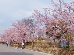 -顾村公园