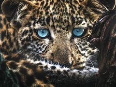 -罗红摄影艺术馆