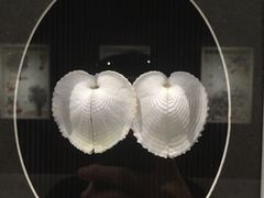 -青岛贝壳博物馆