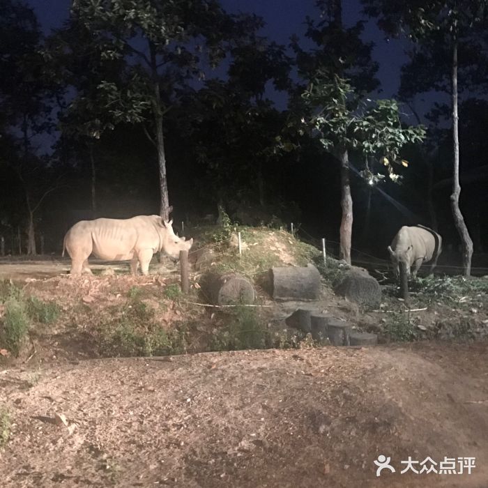 清迈夜间动物园图片