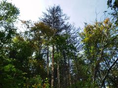 -峡谷浮石林景区