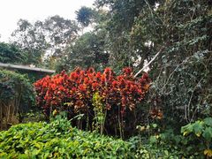 -中国科学院西双版纳热带植物园