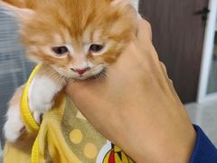 -瑞派长江宠物医院·猫科·外科·24小时夜护(谊城公寓分院)