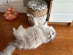 -老吴的猫·猫舍(新区店)