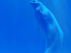 -多彩贵州城极地海洋世界