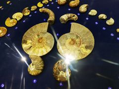 -青岛贝壳博物馆