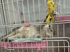 -暖阳宠物医院·犬猫康复中心·骨科