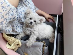 -杠上开花自助棋牌室