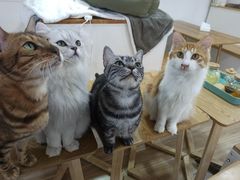 -李小姐の猫咖啡馆(五角场店)