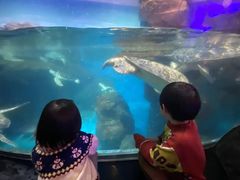 -海合安武汉极地海洋公园