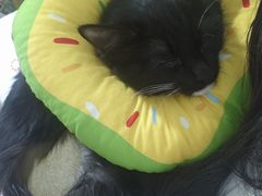 -瑞派宠物医院·犬猫全科·猫友好(宾水西道店)