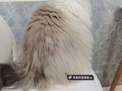 -喵的天空名猫咖啡馆·撸猫·猫舍·用品