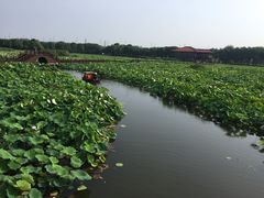 -荷塘月色湿地公园·向阳花洲