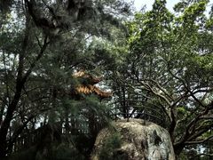 -宋井风景区