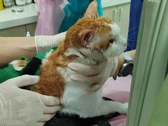 -北京观赏动物医院·24小时大型综合·猫专科·异宠专科