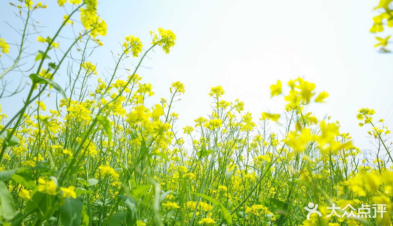 春天赏油菜花加油