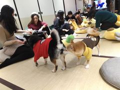 -逗柴咖啡屋·狗咖猫咖宠物桌游