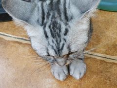 -李小姐の猫咖啡馆(五角场店)