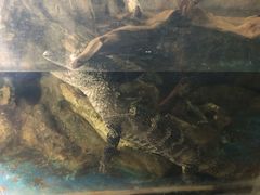 -上海大自然野生昆虫馆(东方明珠·爬宠昆虫探索中心)