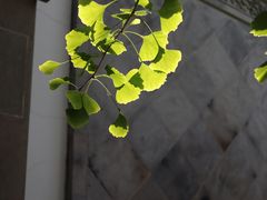 -东山雕花楼
