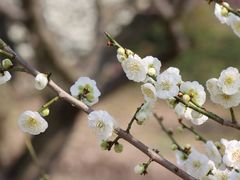 -花开海上生态园