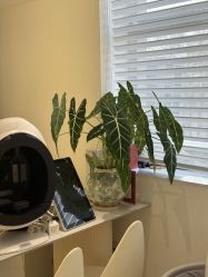 -安那般那皮肤年轻化ANAPANA