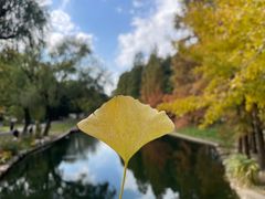 -上海共青森林公园