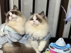 -猫十亿·布偶金渐层·曼基康矮脚猫舍(青年路店)