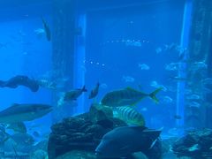 -亚特兰蒂斯•OSSIANO奥西亚诺海底餐厅
