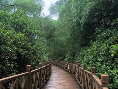 -大亚湾红树林城市湿地公园